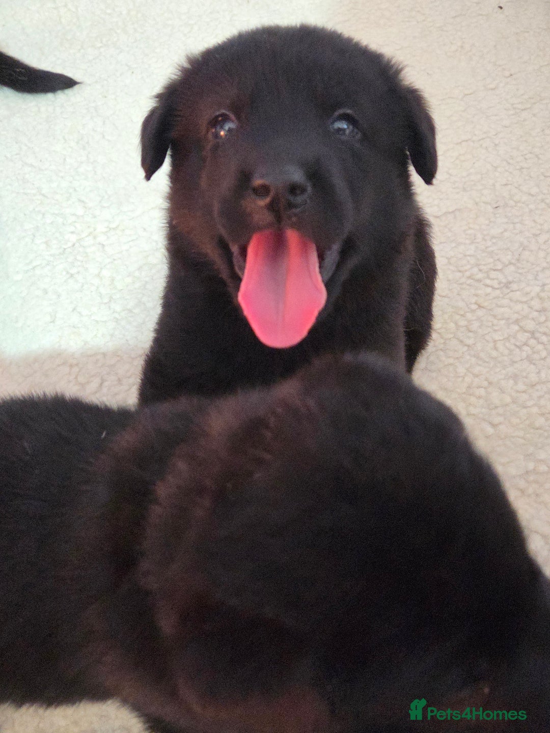 Mixed Breed dogs for sale: 🌟German Shepherd x Labrador Retriever Puppies 🌟 - Advert 7