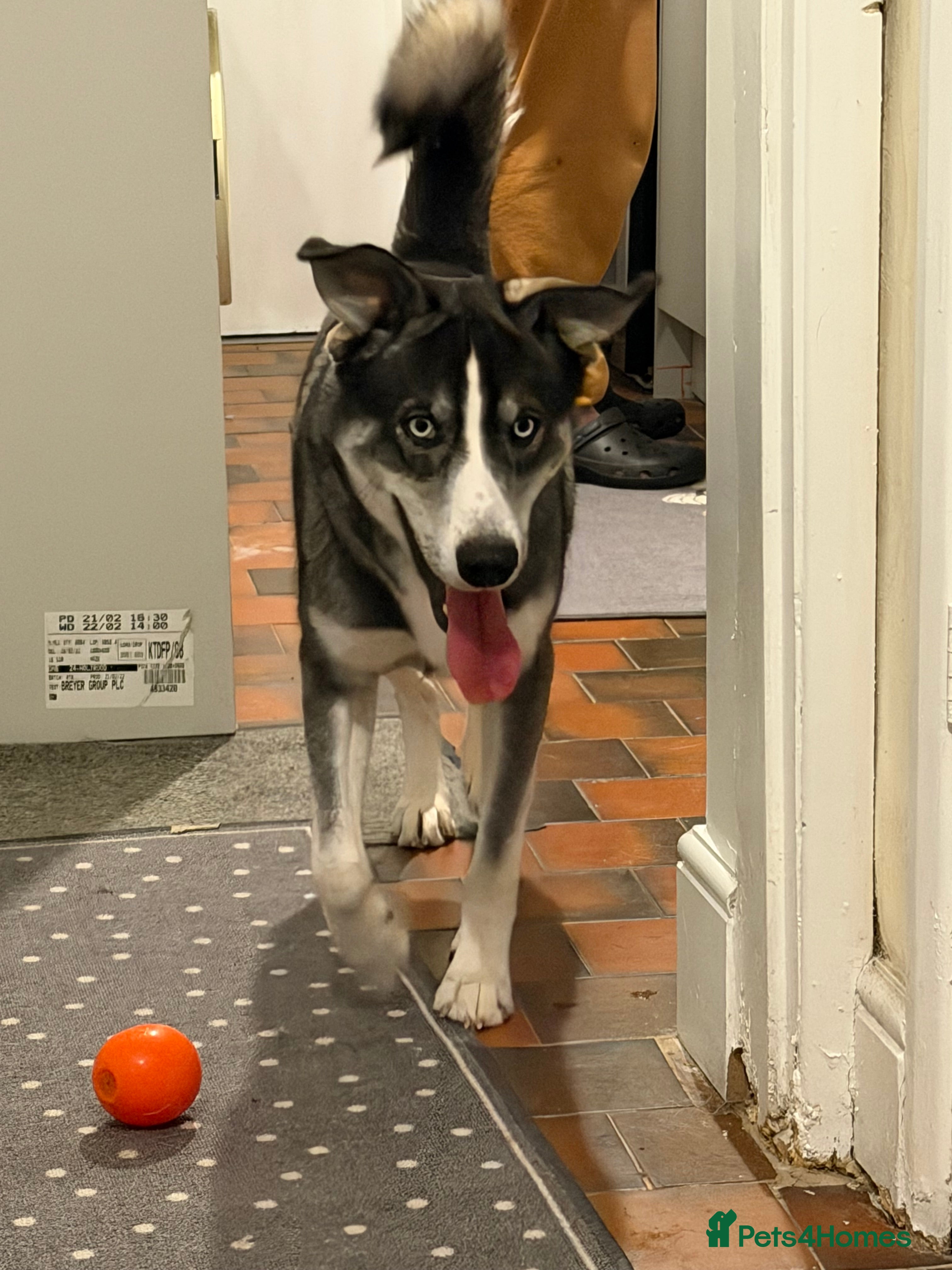 Mixed Breed dogs Husky cross Labrador  - Advert 12