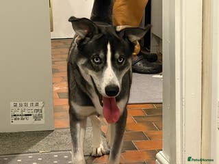 Mixed Breed dogs Husky cross Labrador - Advert 16