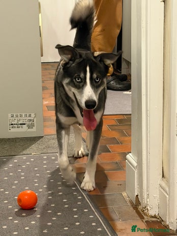 Mixed Breed dogs Husky cross Labrador - Advert 14