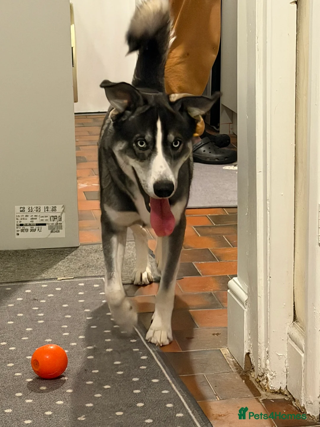 Mixed Breed dogs for sale: !URGENT REHOMEING! Husky cross Labrador  - Advert 1