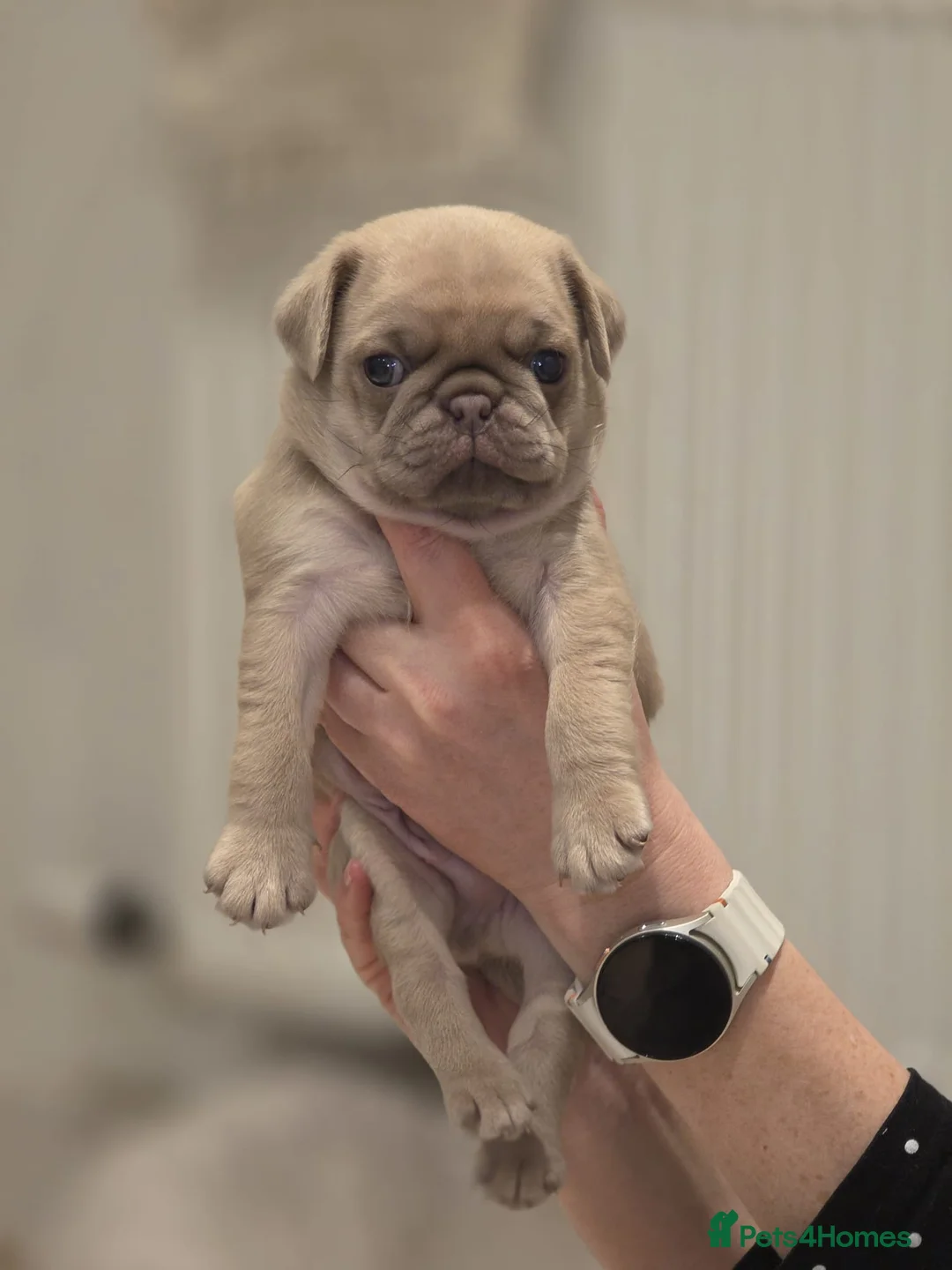 Pug dogs for sale: KC pug puppys  - Advert 1