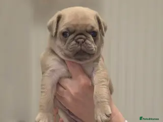 Pug dogs KC pug puppys - Advert 1