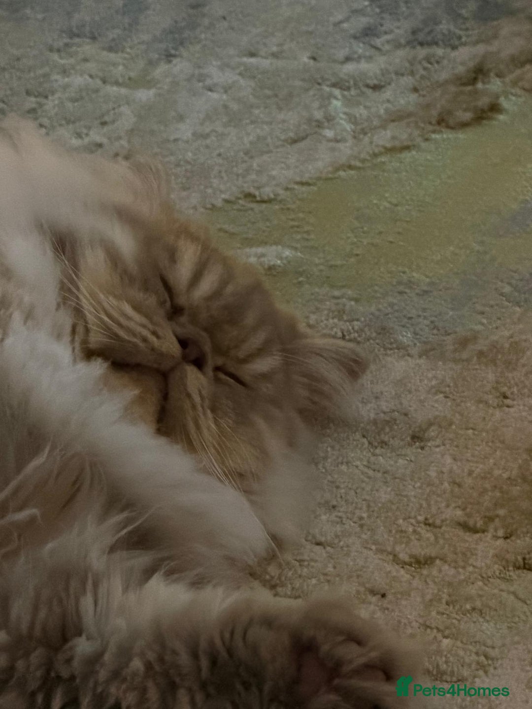 British Longhair cats for sale: 2 x British longhair brothers for sale together  - Advert 2