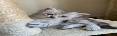 🥜 Peanut – Kitten 2 - Boy