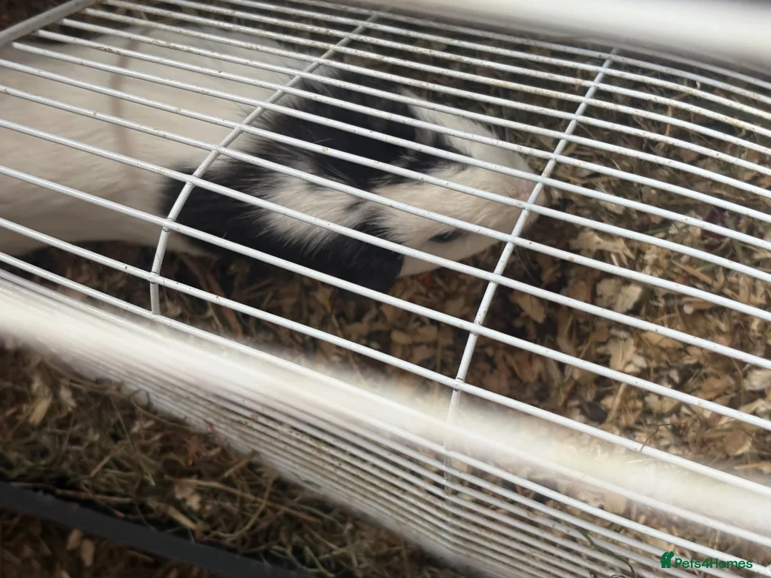 Guinea Pig rodents for sale: 4 male Guinea pigs for free!! - Advert 2