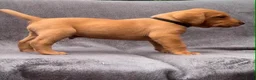 Labrador Retriever dogs for sale: working line Labrador retriever  - Advert 18