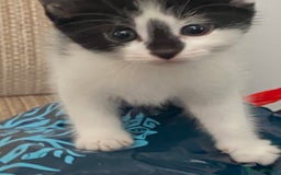 Mixed Breed cats for sale: 7 beautiful kittens - Image 9