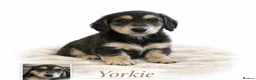 Dachshund dogs for sale: One Puppy now available. Due to sad circumstances. - Advert 4