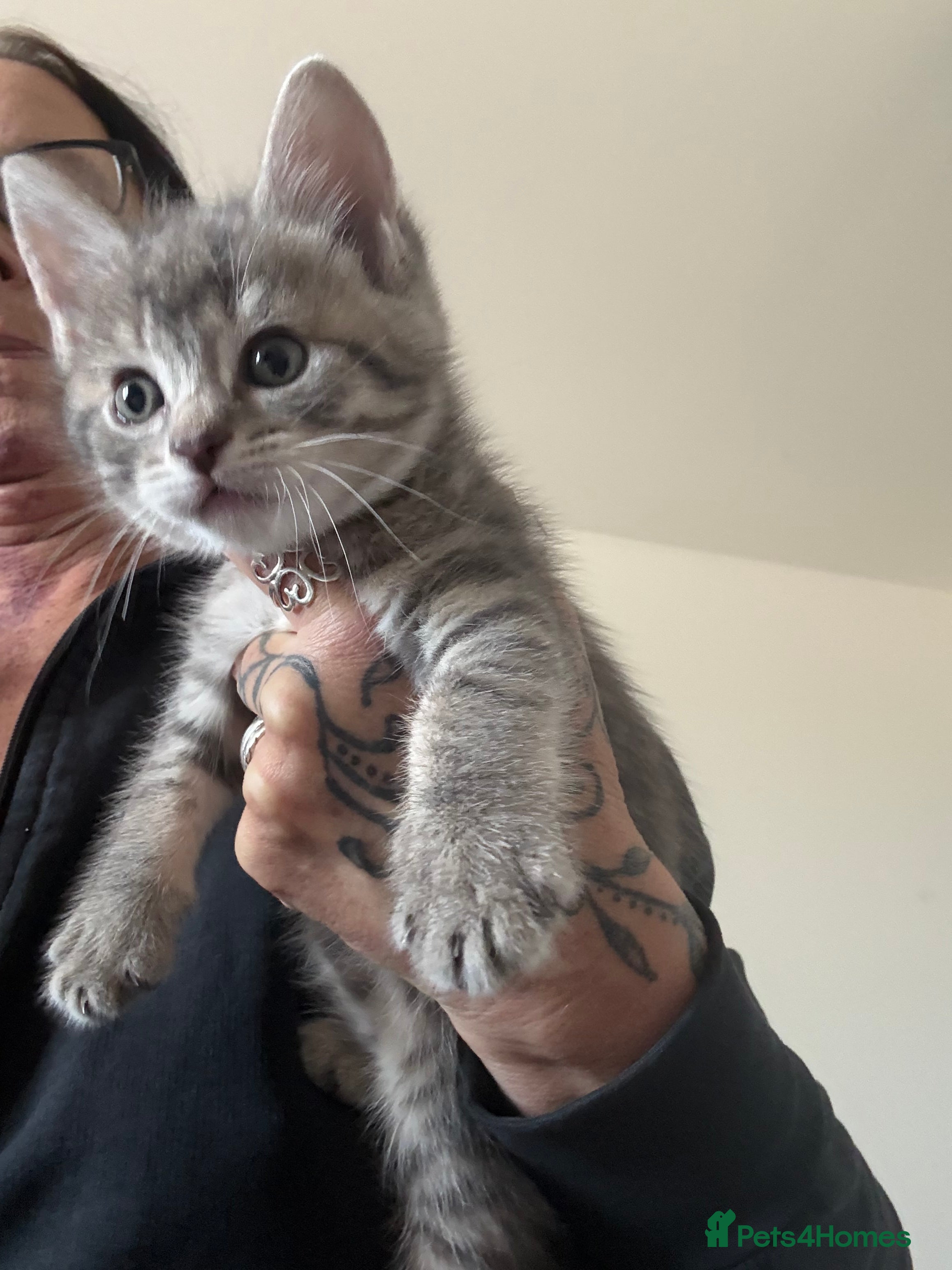 Mixed Breed cats Manecoon x kitten  - Advert 19