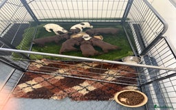 Cocker Spaniel dogs for sale: Working cocker spainel Puppys Ready to leave  - Image 26