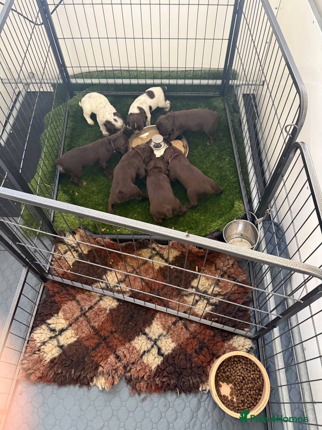 Cocker Spaniel dogs for sale: Working cocker spainel Puppys Ready to leave  - Image 26