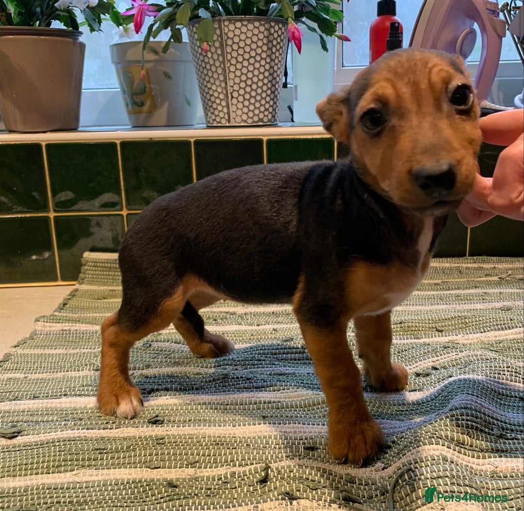 Jack Russell dogs for sale: Jack Russel Puppies - Advert 4