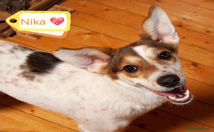 Mixed Breed dogs - Advert 1