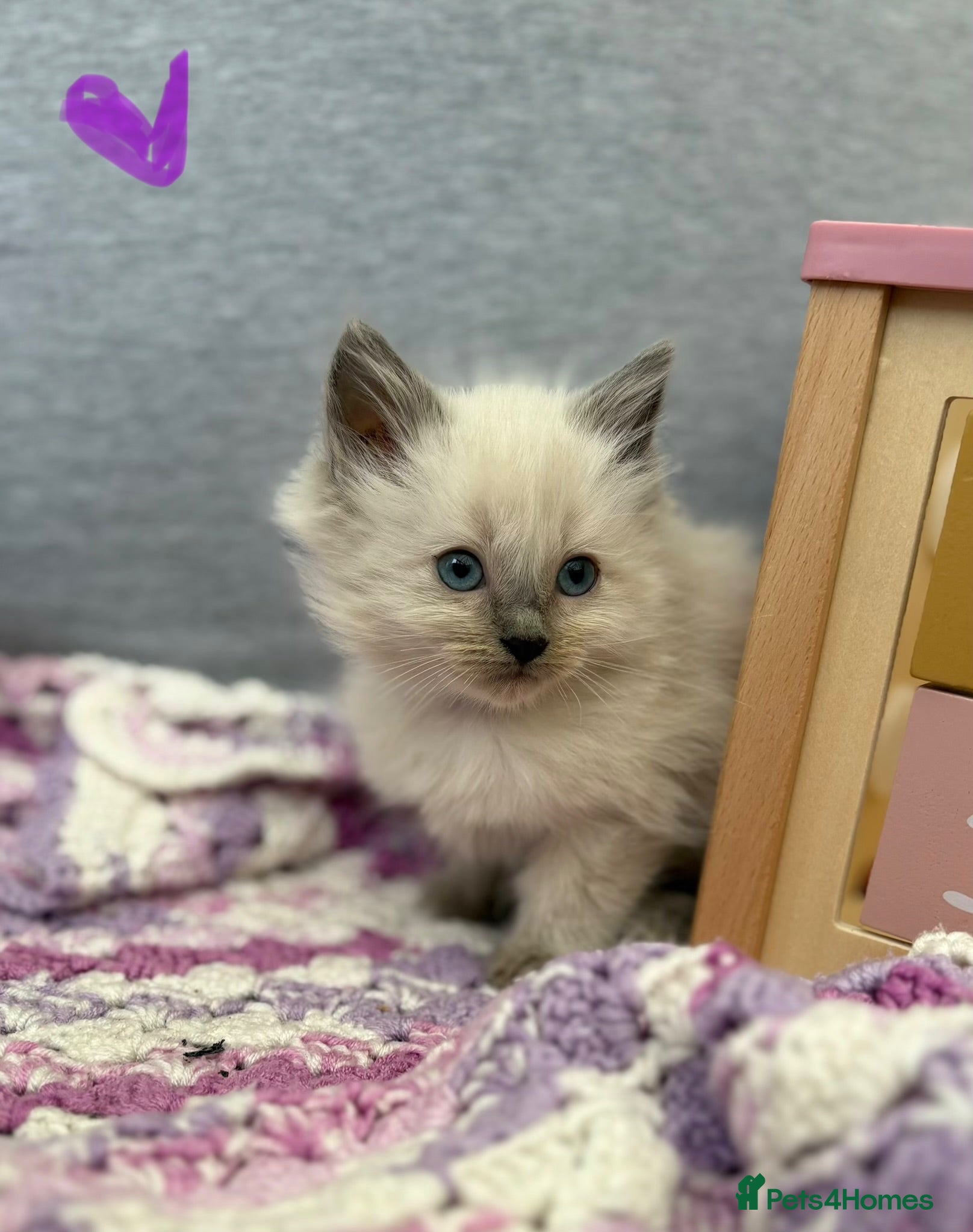Ragdoll cats Ready now Ragdoll kittens Bristol  - Advert 3