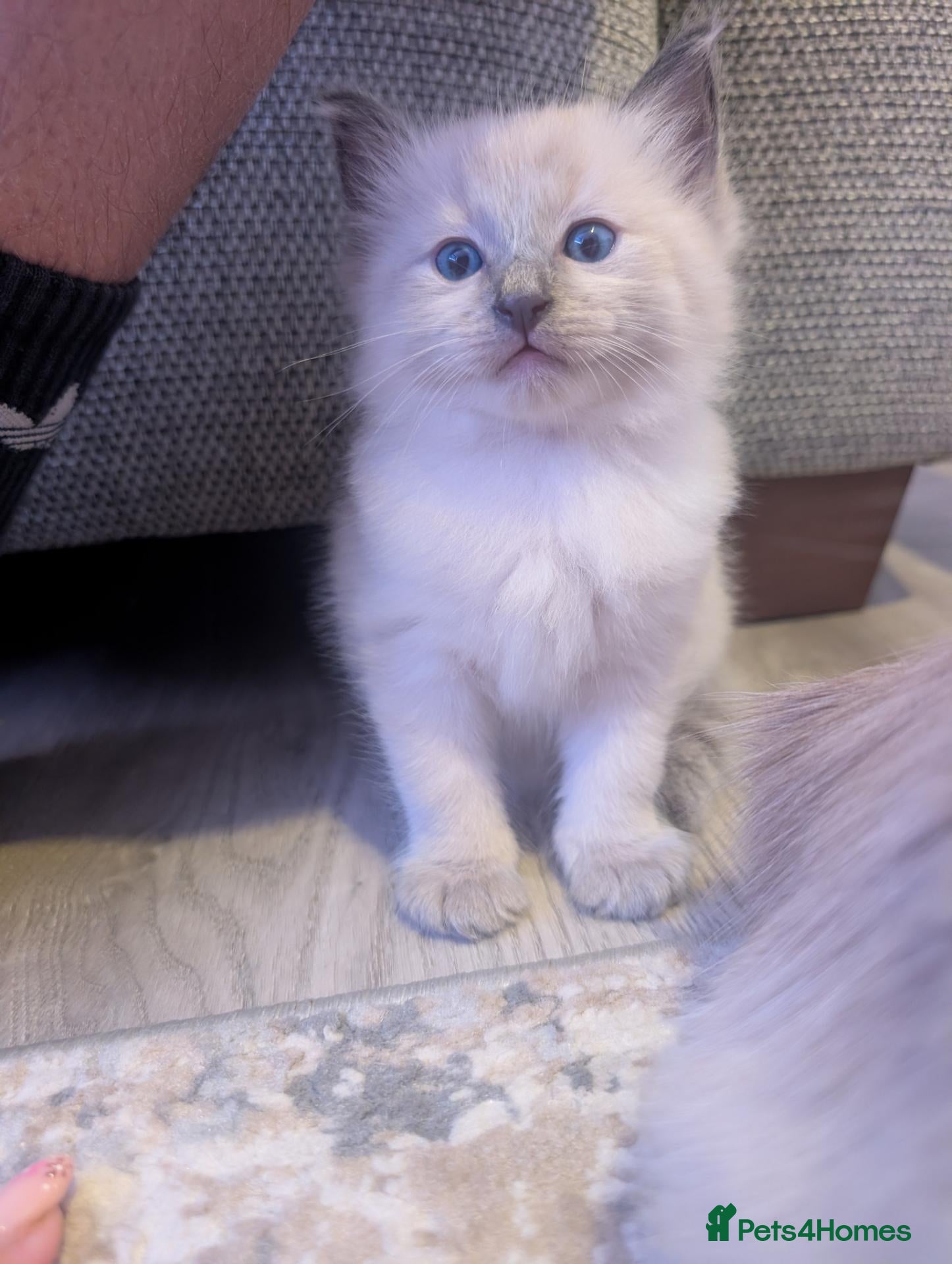 Ragdoll cats ✨🐾 STUNNING BLUE POINT RAGDOLL KITTENS – £600 🐾✨ - Advert 1