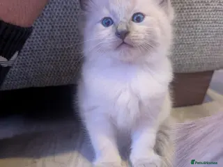 Ragdoll cats ✨🐾 STUNNING BLUE POINT RAGDOLL KITTENS – £600 🐾✨ - Advert 1