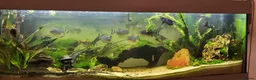 Piranhas fish for sale: Red belly piranha in Waltham Cross - Advert 3