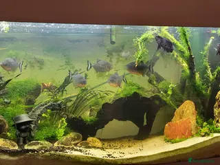 Piranhas fish 5 Red belly piranha - Advert 9