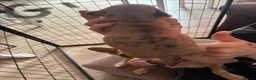 Jackshund dogs for sale: 5 Jackshund (JackWeenie) pups for sale - Advert 8
