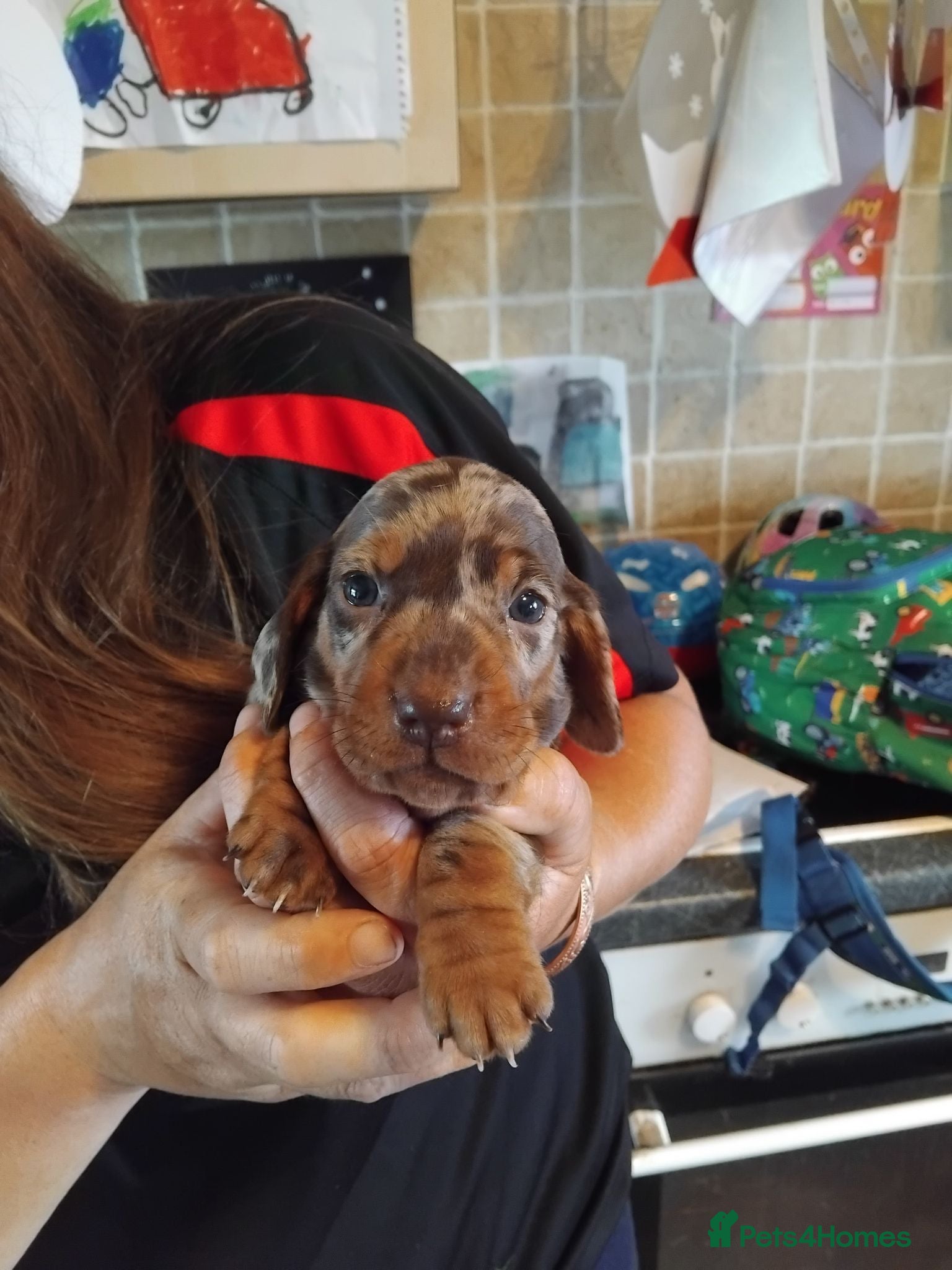 Miniature Dachshund dogs Miniature dashchund puppies  - Advert 1