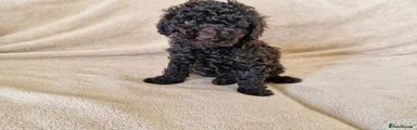 Miniature Poodle Puppy 3