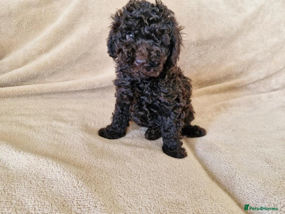Miniature Poodle dogs for sale: Miniature poodle  - Advert 7