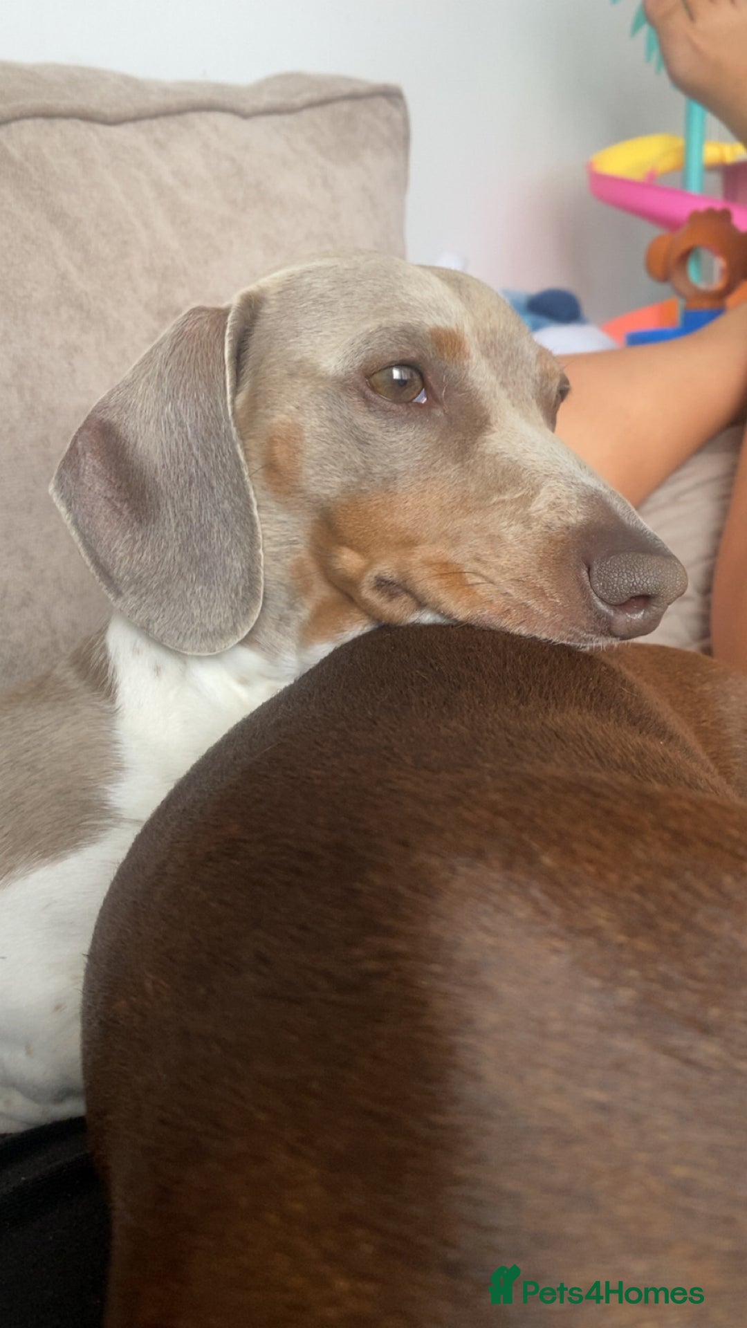 Miniature Dachshund dogs for stud: Miniature dachshund Myles - Image 1