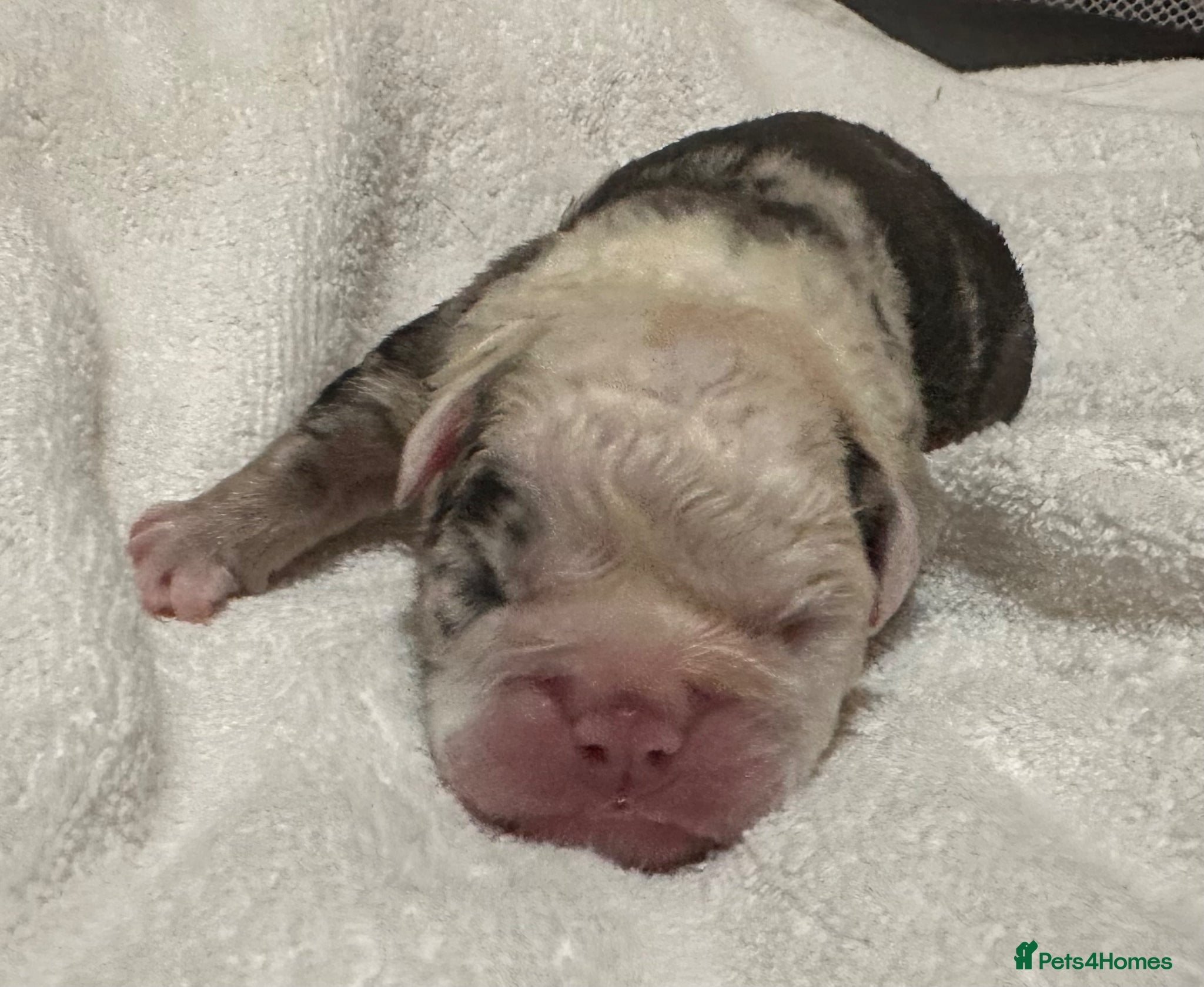 English Bulldog dogs for sale: 🐾 EXCEPTIONAL OLDE ENGLISH BULLDOG PUPPIES 🐾 - Advert 17
