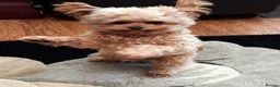 Chipoo dogs for sale: Chipoo male for rehoming. in Washington - Advert 2