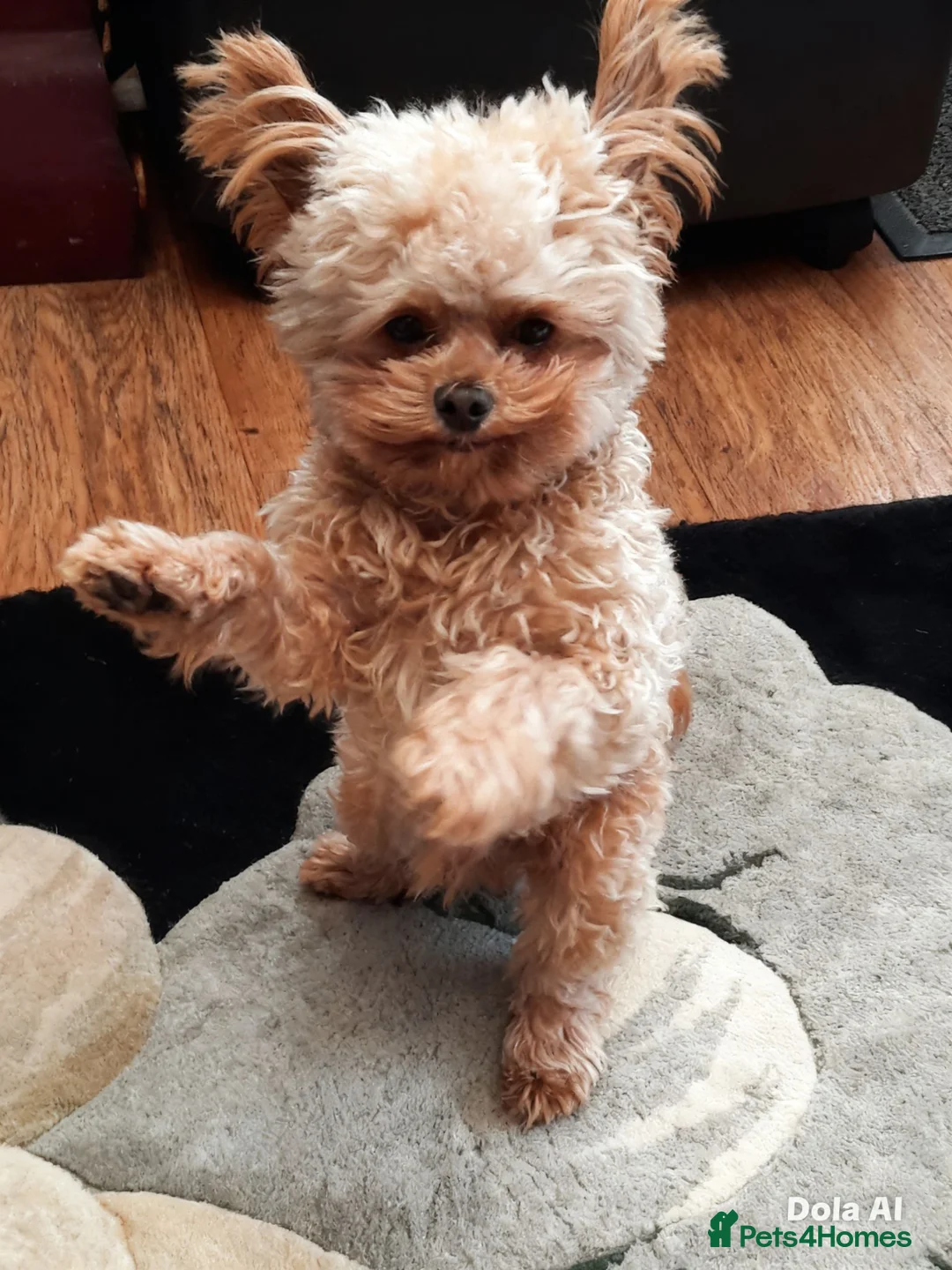 Chipoo dogs for sale: Chipoo male for rehoming. in Washington - Advert 2