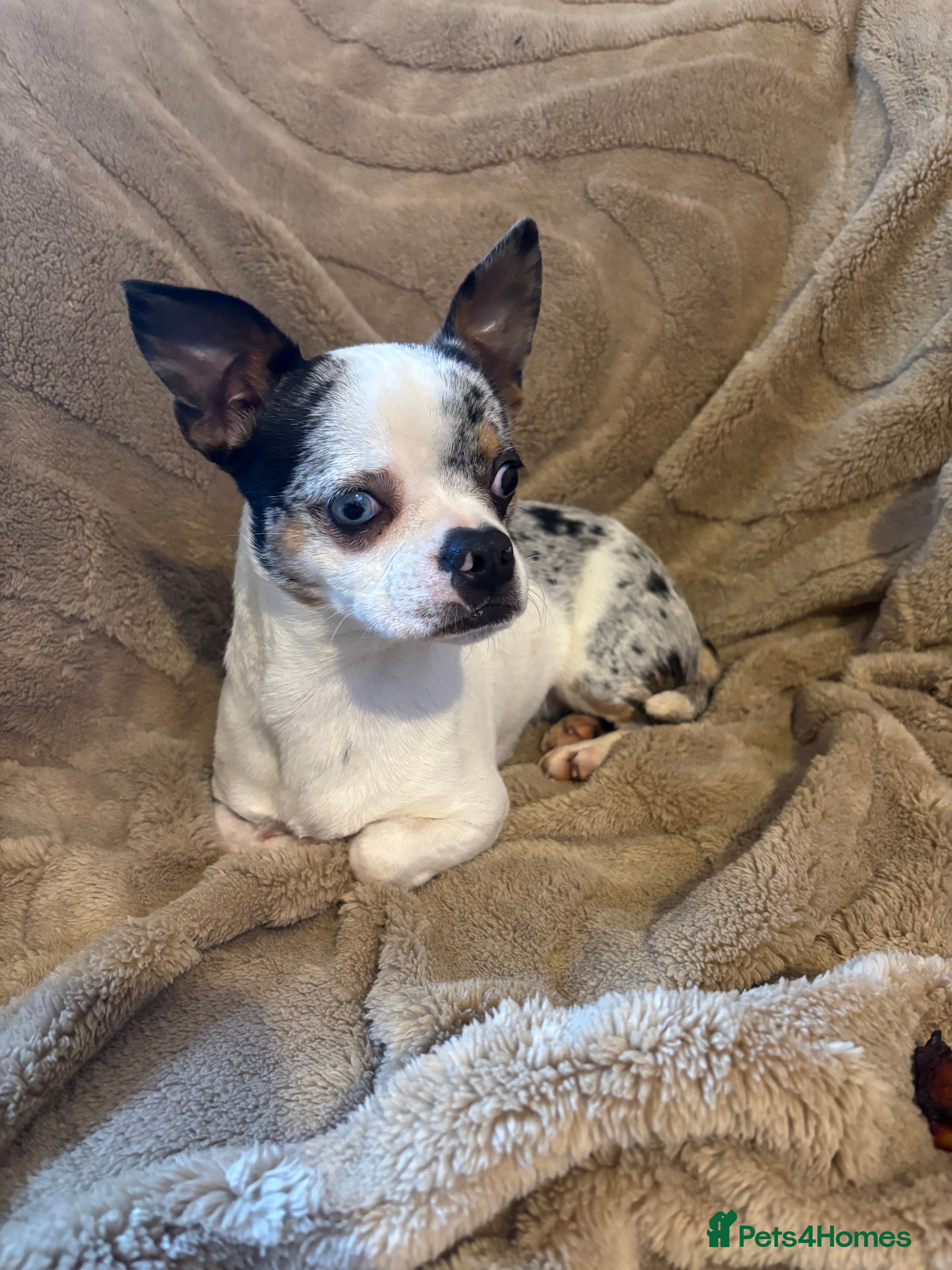 Mixed Breed dogs Boston terrier x pug  - Advert 15