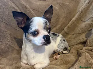 Mixed Breed dogs Boston terrier x pug - Advert 15