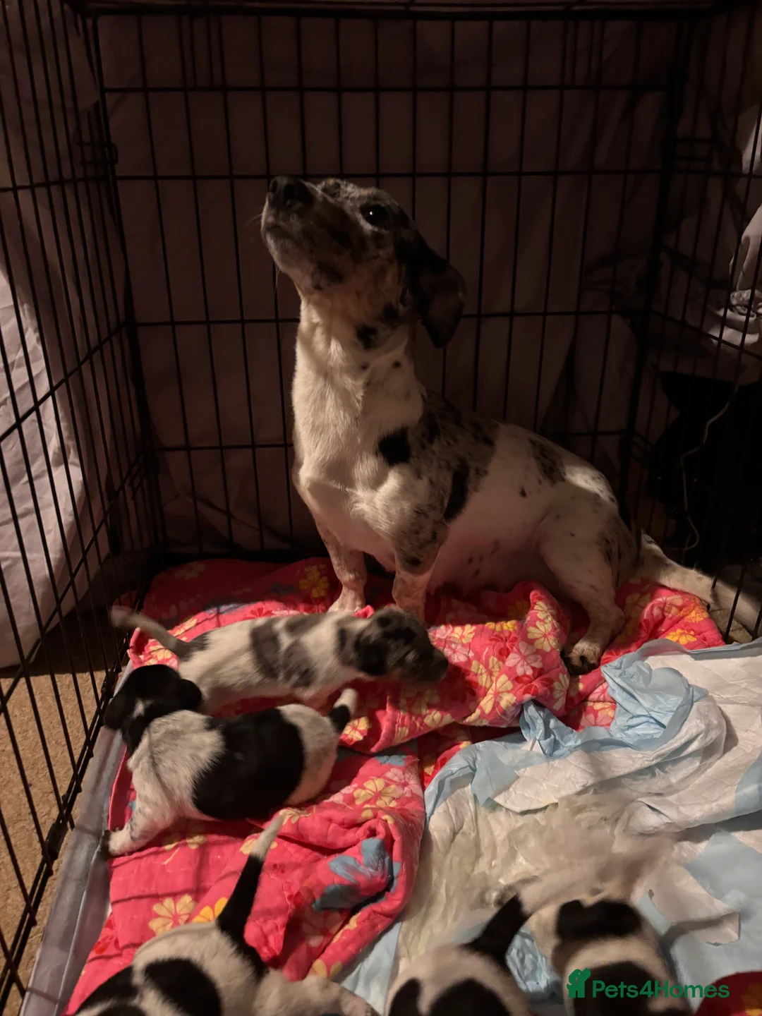 Jack Russell dogs for sale: Jack Russell puppies last 3  - Advert 9