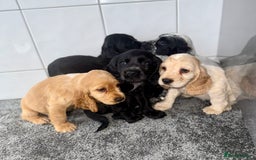 Cocker Spaniel dogs for sale: 6 stunning show type cocker spaniels  - Image 7