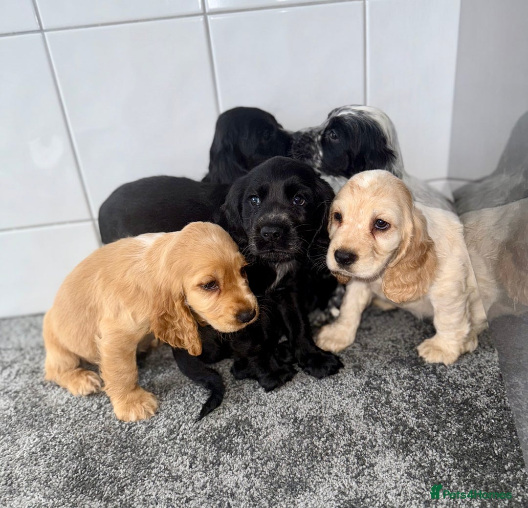 Cocker Spaniel dogs for sale: 6 stunning show type cocker spaniels  - Image 7
