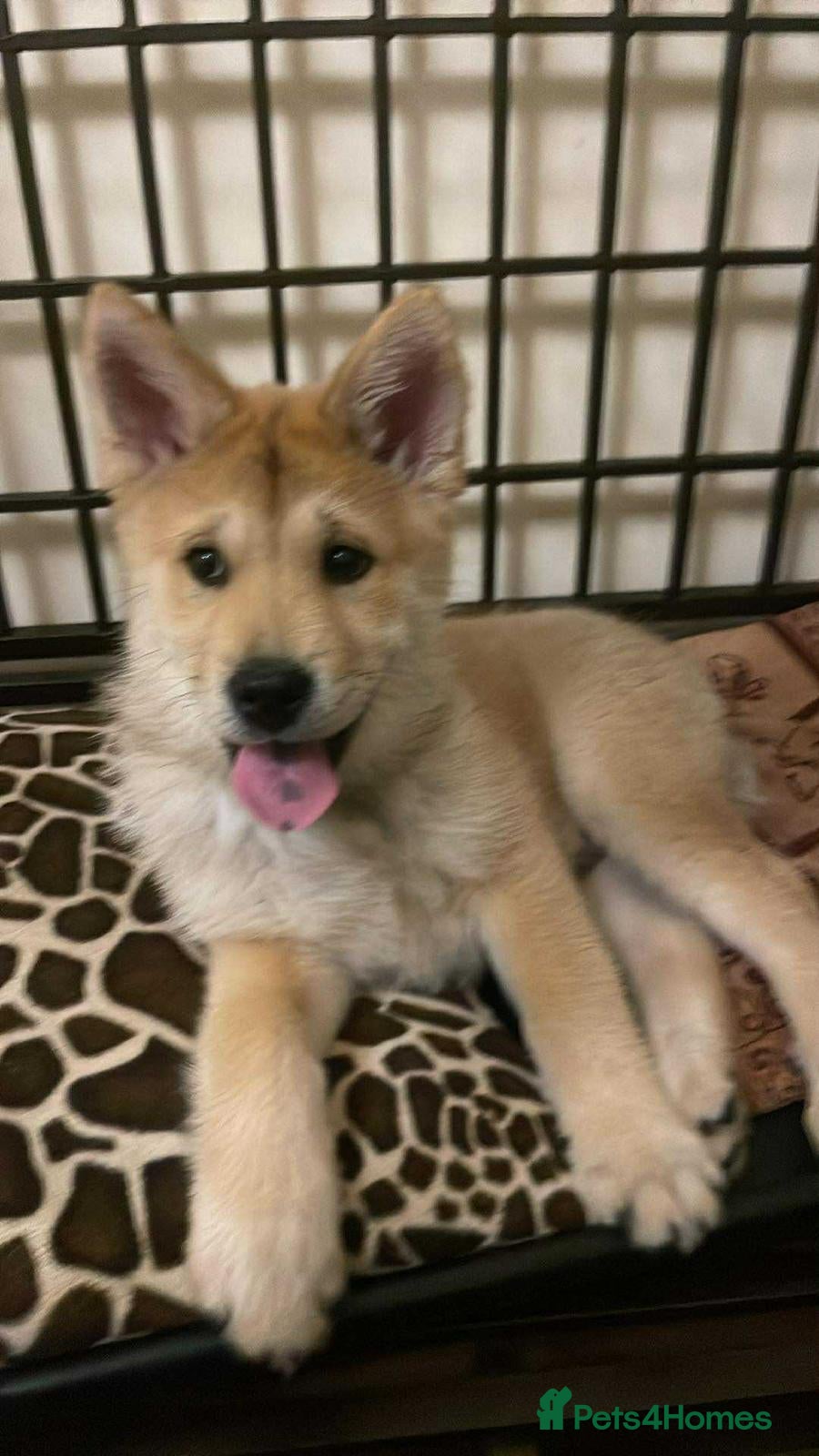 Mixed Breed dogs Chowsky puppies ready to go chow x siberian husky - Advert 3