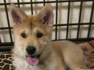 Mixed Breed dogs Chowsky puppies ready to go chow x siberian husky - Advert 14