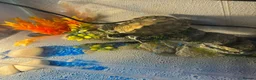 Turtle reptiles for sale: Mississippi Map Turtle in Derby - Advert 2