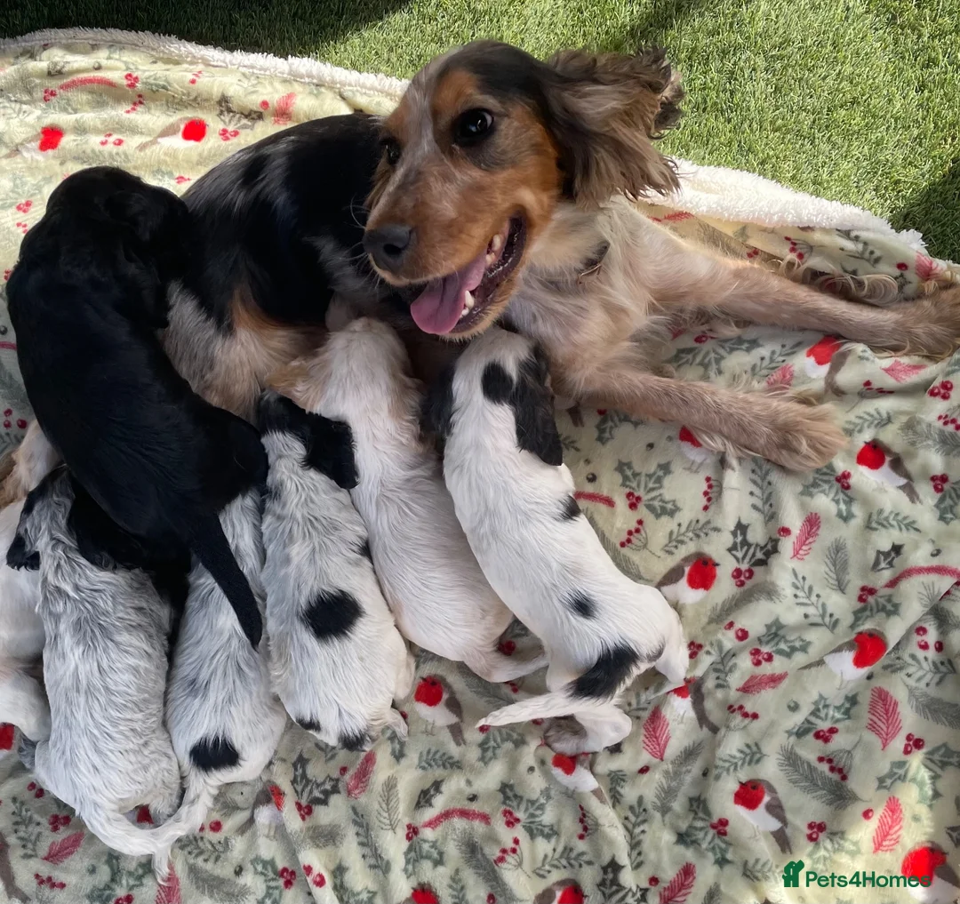 Cocker Spaniel dogs for sale: Show type cocker spaniel puppy’s  - Advert 9