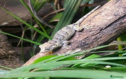 Gecko reptiles for sale: Gargoyle Gecko  - Image 2