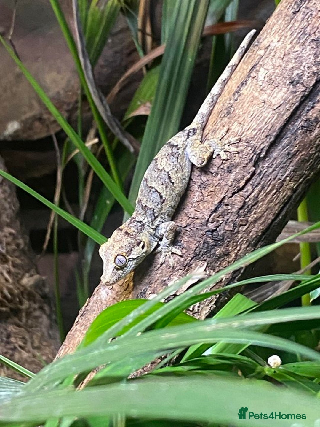 Gecko reptiles for sale: Gargoyle Gecko  - Image 2