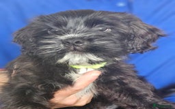 Mixed Breed dogs for sale: Shih tzu x cockerspaniel  in Chelmsford - Image 12