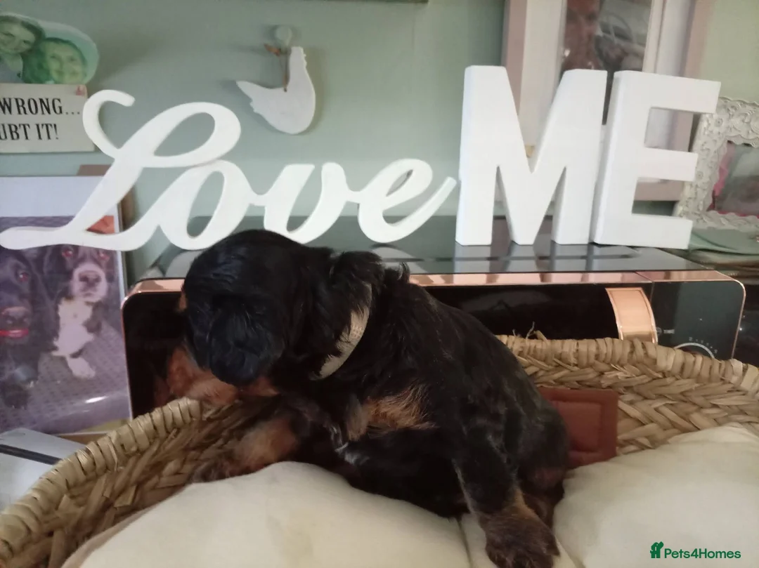 Cockapoo dogs for sale: 4 Stunning F1 Cockapoos 3 boys 1 girl - Advert 2