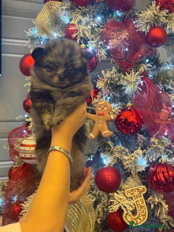 Pomchi dogs 3/4 Pomeranian - Advert 1