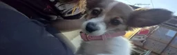 Mixed Breed dogs for sale: Jack Russell cross Pomeranian  - Advert 5