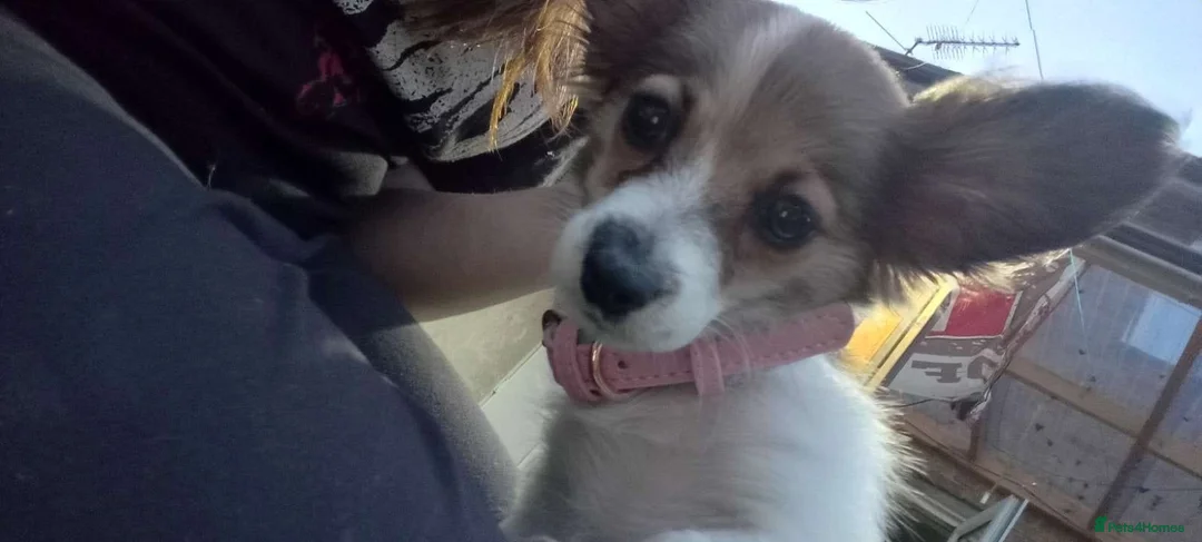 Mixed Breed dogs for sale: Jack Russell cross Pomeranian  - Advert 5