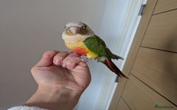 Conures birds for sale: 2 green cheek conures 1 pineapple and 1 cinnamon  - Image 7