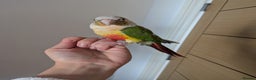 Conures birds for sale: 2 green cheek conures 1 pineapple and 1 cinnamon  - Advert 7