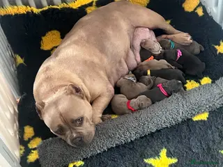 American Bully dogs American bully’s for sale - Advert 1